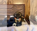 Small Photo #5 Shih Tzu Puppy For Sale in IRON, MN, USA