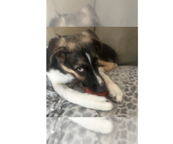 Medium Photo #5 Mutt Puppy For Sale in New York, NY, USA