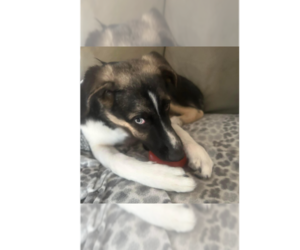 Colby (TX) - Male Siberian Husky-Unknown Mix Dog for Adoption - Photo #5