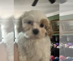 Cavachon Puppy for sale in WARREN, MI, USA