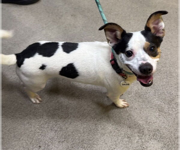 Medium Photo #3 Jack Chi Puppy For Sale in Greenbelt, MD, USA