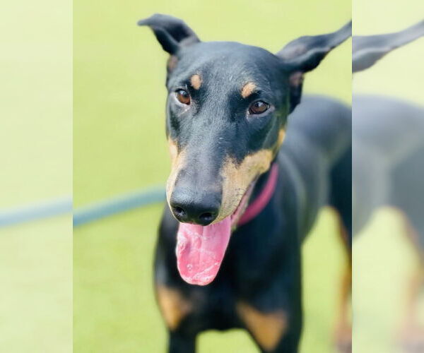 Medium Photo #22 Doberman Pinscher Puppy For Sale in Buffalo, MN, USA