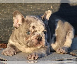 French Bulldog Puppy for sale in CLINTON, NJ, USA