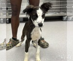 Small #2 Colonial Cocker Spaniel-Retriever  Mix