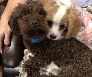 Father of the Cavalier King Charles Spaniel-Poodle (Toy) Mix puppies born on 09/26/2021