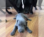 Small Photo #4 Great Dane Puppy For Sale in MAYSVILLE, KY, USA