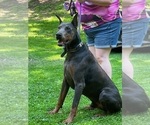 Small Photo #1 Doberman Pinscher Puppy For Sale in ALLIANCE, OH, USA