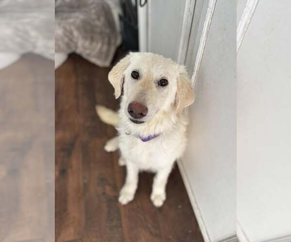 Medium Photo #1 Labrador Retriever-Unknown Mix Puppy For Sale in Turlock, CA, USA