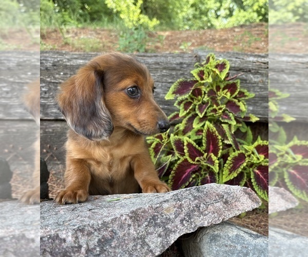 Medium Photo #2 Dachshund Puppy For Sale in MIDDLEBURY, IN, USA
