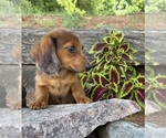 Small #1 Dachshund