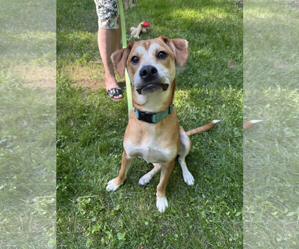 Medium Photo #3 Feist Terrier-Unknown Mix Puppy For Sale in Arlington, VA, USA