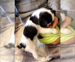 Small Photo #11 Cavalier King Charles Spaniel Puppy For Sale in LAMAR, AR, USA