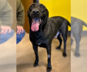American Pit Bull Terrier-Labrador Retriever Mix Dogs for adoption in Claremore, OK, USA