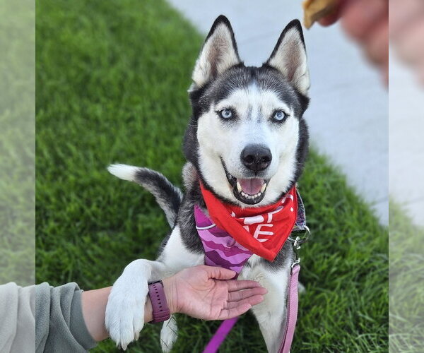 Medium Photo #1 Siberian Husky Puppy For Sale in Fargo, ND, USA
