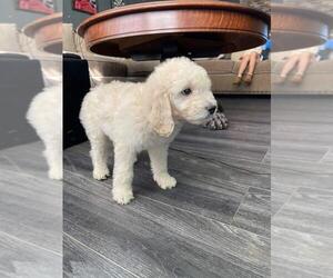 Goldendoodle Puppy for sale in ELK GROVE, CA, USA