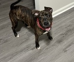 Small American Pit Bull Terrier-Tennessee Treeing Brindle Mix