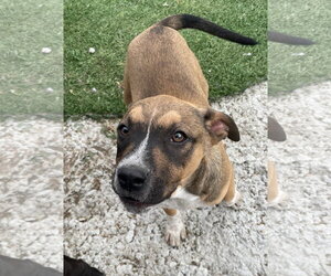 Staffordshire Bull Terrier-Unknown Mix Dogs for adoption in Tracy City, TN, USA