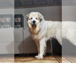 Father of the Great Pyrenees puppies born on 04/17/2024