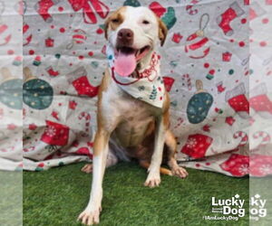 Labrador Retriever-Unknown Mix Dogs for adoption in Washington, DC, USA