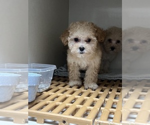 Medium Poodle (Toy)