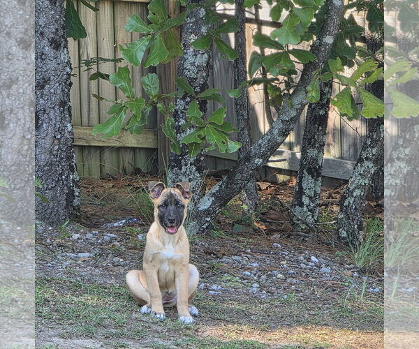 Medium Photo #1 German Shepherd Dog-Unknown Mix Puppy For Sale in La Grange , NC, USA