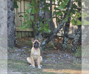 German Shepherd Dog-Unknown Mix Dogs for adoption in La Grange , NC, USA
