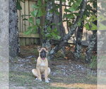 Zev - Female German Shepherd Dog-Unknown Mix Dog for Adoption - Small photo