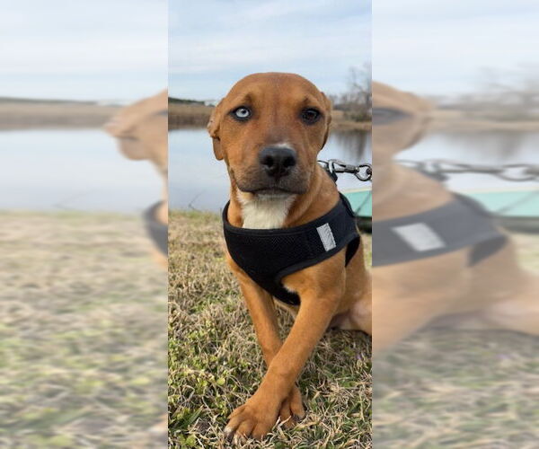 Medium Photo #5 Bulldog-Labrador Retriever Mix Puppy For Sale in Tarrytown, GA, USA