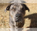 Small #1 Catahoula Leopard Dog Mix
