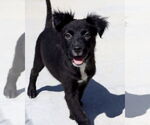 Small Australian Terrier Mix