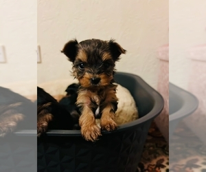 Yorkshire Terrier Puppy for sale in VIRGINIA BEACH, VA, USA