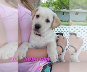 Labrador Retriever Puppy for sale in TAYLORS FALLS, MN, USA