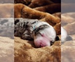 Small Photo #122 Sheepadoodle Puppy For Sale in LEHI, UT, USA