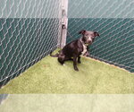 Small Labrador Retriever Mix