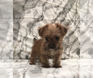 Yorkshire Terrier Puppy for sale in MOUNT CARMEL, PA, USA