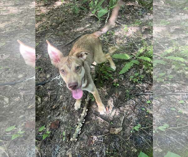 Medium Photo #1 Mutt Puppy For Sale in Greenville, SC, USA
