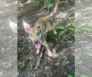 Mutt Dogs for adoption in Greenville, SC, USA