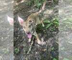 Small Mutt