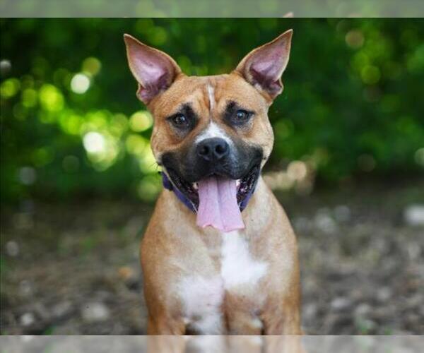 Medium Photo #3 Black Mouth Cur Puppy For Sale in Tavares, FL, USA