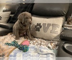 Small Photo #2 Labrador Retriever Puppy For Sale in SPOKANE VLY, WA, USA