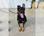 Small #4 Rottweiler Mix