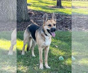 German Shepherd Dog Dogs for adoption in Palmetto, FL, USA