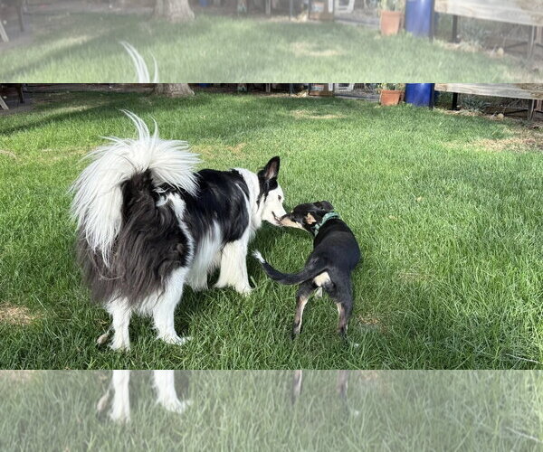 Medium Photo #6 Mutt Puppy For Sale in Davis, CA, USA