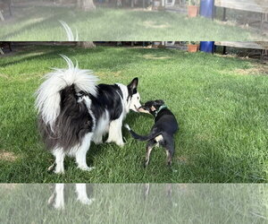 Mina - Female Mutt Dog for Adoption - Photo #6