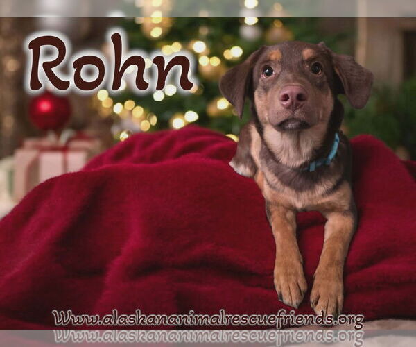 Medium Photo #1 Borador Puppy For Sale in Anchorage, AK, USA