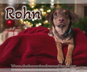 Borador Dogs for adoption in Anchorage, AK, USA