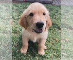 Puppy Purple Boy Golden Retriever