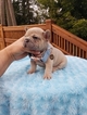 Small Photo #1 French Bulldog Puppy For Sale in BAKERVIEW, WA, USA