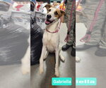 Gabriella - Female Retriever -Unknown Mix Dog for Adoption - Small photo