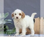 Small #2 Goldendoodle (Miniature)